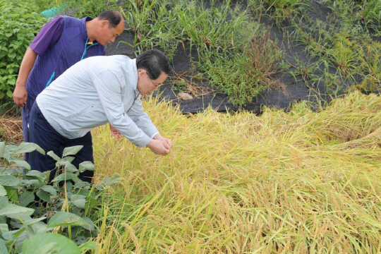 “여름철 이상고온 후폭풍”··농식품부, ‘이상 발아’ 벼 매입키로