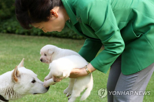 박근혜 대통령이 주민으로부터 받은 진돗개들을 안고 있다./연합뉴스