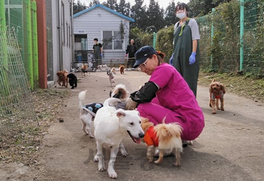 지난 13일(일) 주말봉사 인원이 많아 강아지들의 가벼운 산책까지 시켜주게 된 은숙이모(가운데)를 비롯한 자원봉사자들. / 사진=최상진 기자