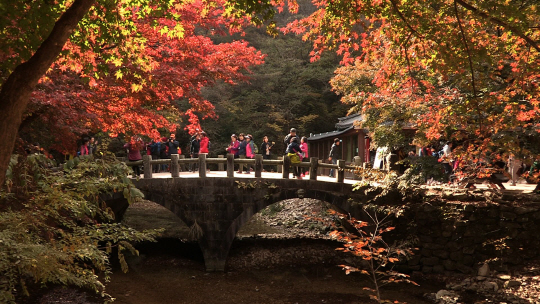 ‘다큐3일’ 내장산국립공원 72시간, 오색빛깔 단풍 가득…‘어느 멋진 날’