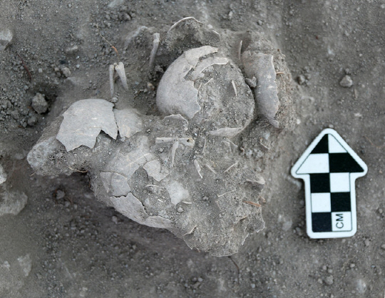 멕시코 오악사카주의 오래된 성벽에서 발견된 칠면조 알. 기원 후 400년에서 500년에 낳은 것으로 추정하고 있다. /사진=뉴욕타임스