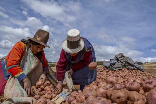 남미 페루 쿠스코 인근의 한 농장에서 여인들이 감자를 고르고 있다. 감자가 재배되면서 수렵 위주의 생활이 농사와 목축으로 바뀌었다. /사진=뉴욕타임스