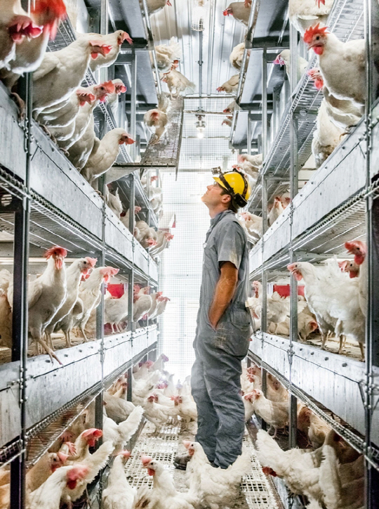 미래의 닭 사육 방식허브루크의 가금류 목장 내 닭장 비사용 계사. 이곳에서 자유롭게 사육한 닭의 계란이 곧 맥도널드에 공급될 예정이다.