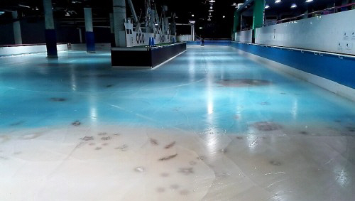 일본 스케이트장 물고기 5,000마리 얼려 만들어…잔혹 비판에 결국 폐장