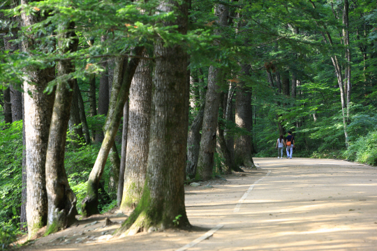 [대한민국 테마여행 10선] 전나무숲 향기...짜릿한 하늘길...추억·힐링은 덤
