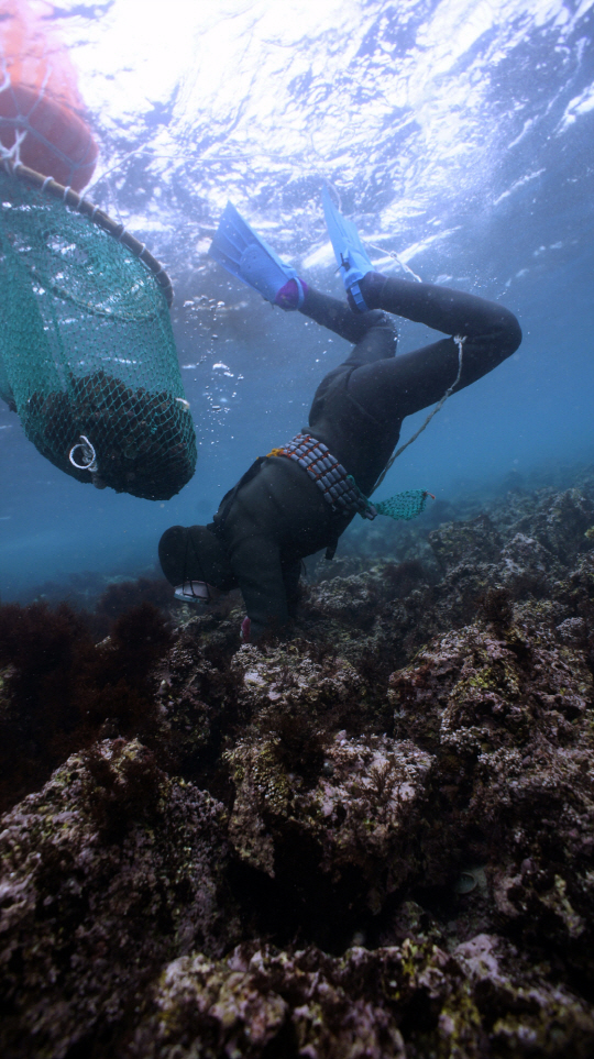 경험으로 확보한 바다에 대한 지식으로 해산물을 채집하는 해녀 /사진제공=문화재청