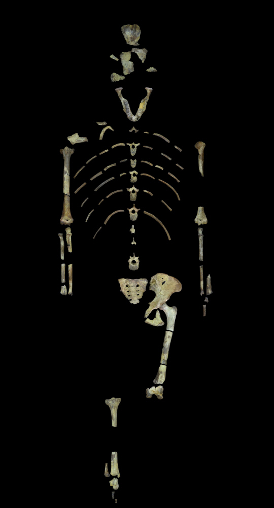 오스트랄로피테쿠스 아파렌시스 종인 루시의 뼈 조각. /사진=뉴욕타임스