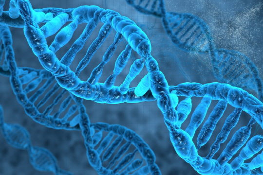 이중 나선구조로 이뤄진 DNA. 하버드대 연구진이 인간 DNA를 인공적으로 합성하는 제 2 인간게놈프로젝트를 추진하고 있다.