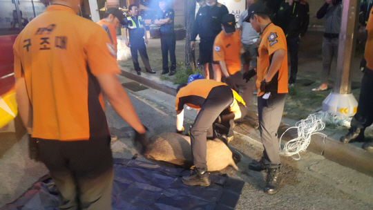 도봉소방서 직원들이 도심에 출현한 멧돼지를 제압하고 있다. /사진제공=서울시 소방재난본부