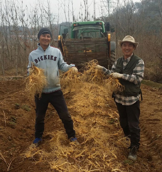 원삼농원 최종길 사장(오른쪽)과 소경빈 부사장이 막 수확된 인삼을 들고 환하게 웃고 있다.