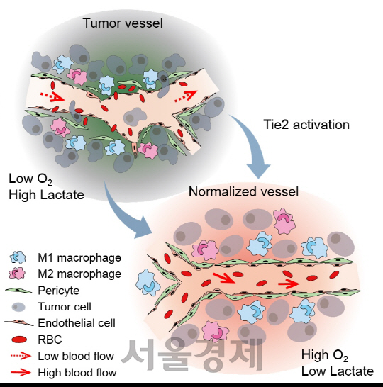 비정상적인 암혈관(위)이 ‘TIE2’ 활성화로 정상 혈관으로 바뀐 모습. /사진제공=IBS