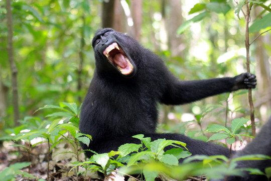 인도네시아 슐라웨시섬에  탕코코 보호구역에 사는 검정짧은꼬리원숭이. 이 원숭이가 사람의 말을 흉내 낼 수 있는 성도를 갖고 있지만, 두뇌가 발달하지 못해 말을 하지 못한다는 사실이 밝혀졌다. /사진=뉴욕타임스