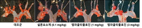 대동맥 혈관 내벽에 진행된 죽상경화 부위(빨간색)의 면적 비교. 대조군은 생리식염수 투여군. 설폰요소제는 글리메피리드.