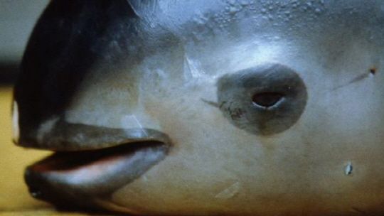 바키타 돌고래는 눈 주위에 검은 반점이 있어서 ‘바다의  판다’라고 불린다.,/사잔=BBC