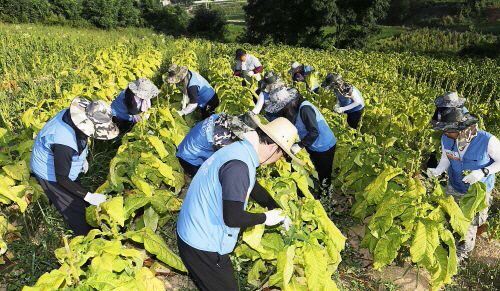 [사진: 충북 보은군 잎담배 산지에서 KT&G 임직원들이 잎담배 수확 봉사활동에 나서고 있는 모습]
