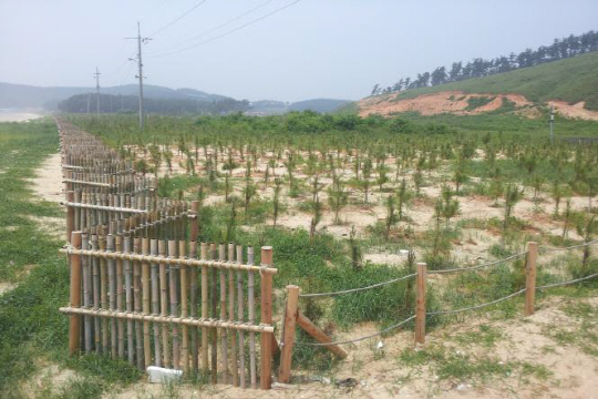 충남도가 10여년간 불법건축물을 철거하고 조성한 원산도 해안방재림. /사진제공=충남도