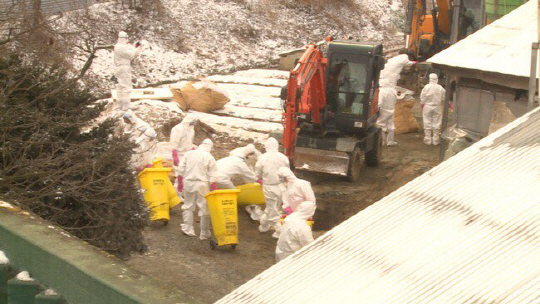 산란계(알 낳는 닭) 농가를 중심으로 고병원성 조류인플루엔자(AI) 피해가 확산하면서 전체 살처분 가금류 마릿수가 2,600만마리를 넘어섰다. 농협중앙회 임직원들이 지난 24일 충남 천안 지역 피해농장을 방문해 살처분·매몰 작업을 시행하고 있다. /사진제공=농협중앙회