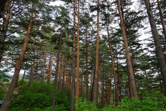 울진 금강송 숲 군락지. 사진제공=산림청