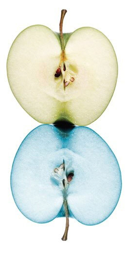 캐나다업체가 개발한 최초의 유전자변형사과 아크틱 그래니. 이 사과는 유전자에 변형을 가해 갈변(褐變) 유발 효소의 생성을 억제시켰다.