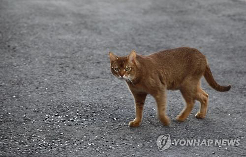 고양이, AI 감염 의심 사례 발생…“감염 폐사 토종닭 먹었을 가능성 커”