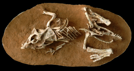 몽골 고비사막에서 발견된 갓 부화한 프로토케라톱스 화석. /사진=뉴욕타임스
