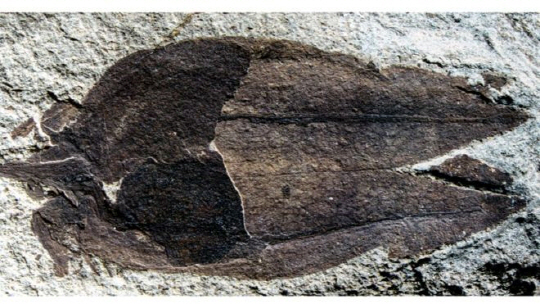 랜턴처럼 생긴 껍질을 가진 탄화된 꽈리 화석이 발견됐다. /사진=BBC