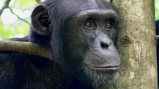 아프리카 코트디부아르에 사는 침팬지들은  물기를 흡수하는 특수한 막대기를 이용해 물을 마신다. /사진=BBC