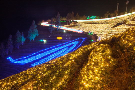 차밭을 테마로 한 ‘보성 차밭 불빛 축제’가 지금 한창 진행되고 있다.