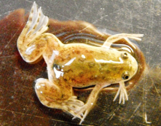 또 하나의 다리: 레빈의 연구실에서는 빛을 사용해 개구리의 생체 전기를 변화, 입에서 새 다리가 돋아나게 했다.