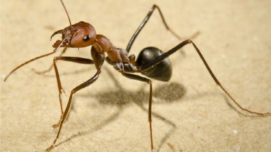 개미의 두뇌는 핀 머리보다 작다. 개미들은 하늘에서 태양의 위치를 알아낸뒤 알고 있는 주변의 시각정보를 이용해 길을 찾는다. /사진=BBC