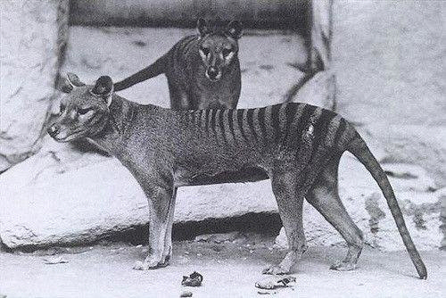 두마리의 태즈메이니아 타이거의 기록사진. 지금은 멸종한 유대목의 육식 동물이었다. /시잔=스미소니언 기록보관소
