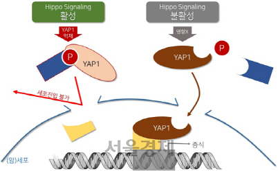 YAP1 유전자의 활성화 여부는 암세포 증식과 재발에 중요한 변수다. 세포의 증식과 사멸을 제어해 성장과정에 영향을 미치는 ‘히포 시그널(Hippo Signal)’이 작동하면 YAP1 유전자가 활동할 수 없다. 반대로 히포 시그널이 작동하지 않으면 YAP1 유전자가 활성화돼 세포 내로 진입, 세포의 복제를 촉진한다.