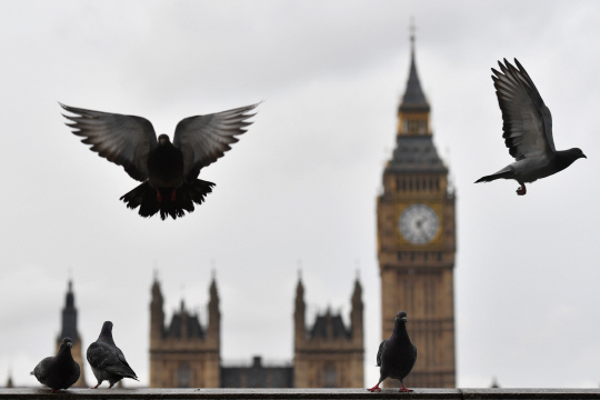 테리사 메이 영국 총리가 27일(현지시간) 영국이 유럽연합(EU)에서 탈퇴하는 ‘브렉시트’ 절차 승인안을 신속처리법안으로 의회에 제출할 것으로 알려졌다. 비둘기들이 영국 웨스트민스터 의회 앞을 날고 있다. /AFP연합뉴스