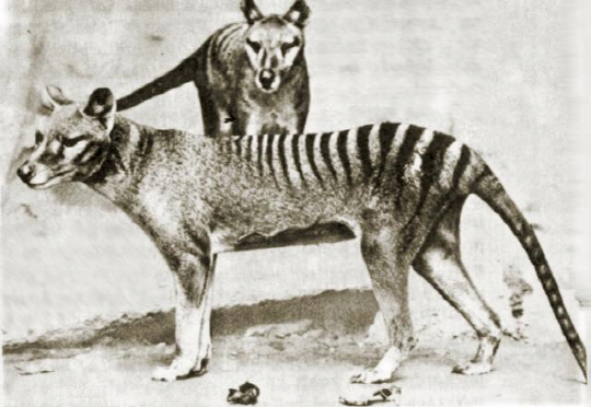 호랑이의 줄무늬에 개나 늑대를 닮은 태즈메이니아 호랑이. 인간의 마구잡이 사냥으로 급격하게 개체수가 줄어들다가 지난 1936년 동물원에 살던 마지막 개체가 죽으면서 멸종했다.