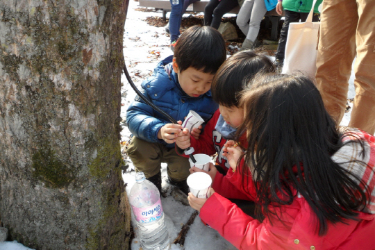 운문산휴양림에서 어린이들이 고로쇠 수액채취 체험을 하고 있다. 사진제공=국립휴양림관리소