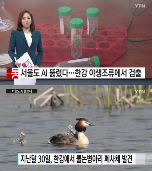 서울도 AI 침투…한강 성동지대 주변 폐사체 발견지 반경 10㎞ 이동제한구역 선포