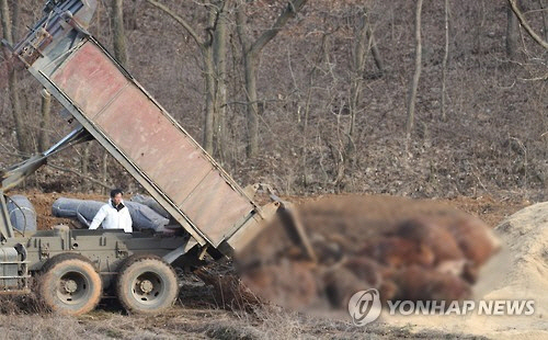 매몰되는 소/연합뉴스