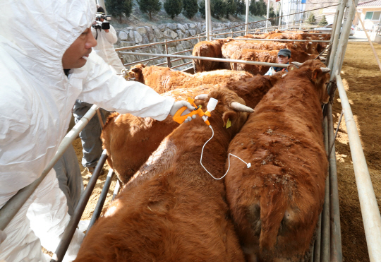 9일 경북 안동시 정하동의 한 축산 농가에서 의사가 소에 구제역 백신을 접종하고 있다.  /연합뉴스