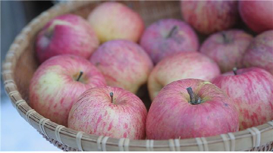 ‘먹거리X파일’ 착한 농부 착한 사과 찾기 성공…단양 ‘희황 농장’