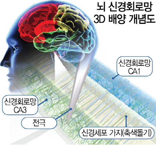 뇌 학습·기억 담당 신경회로망 3D 배양 성공