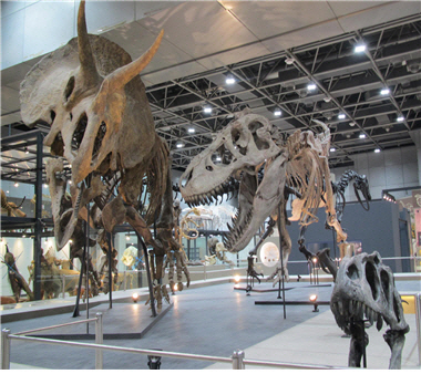 자연사관에는 백악기에 살았던 초식공룡인 트리케라톱스 진본 골격 전시 된다. /사진=국립중앙과학관