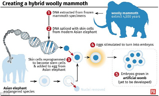 하버드대 과학자들이 크리스퍼 유전자 가위를 이용, 꽁꽁 언 매머드 사체에서 얻은 DNA를 잘라 아시아 코끼리에 편집하려 하고 있다. /사진=데일리메일