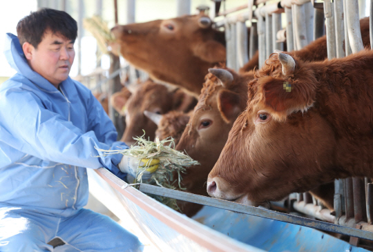 지난 12일 오후 경기도 고양시 법곳동 한 한우 농가에서 주인이 사료를 주며 소의 상태를 살펴보고 있다.  /사진=연합뉴스