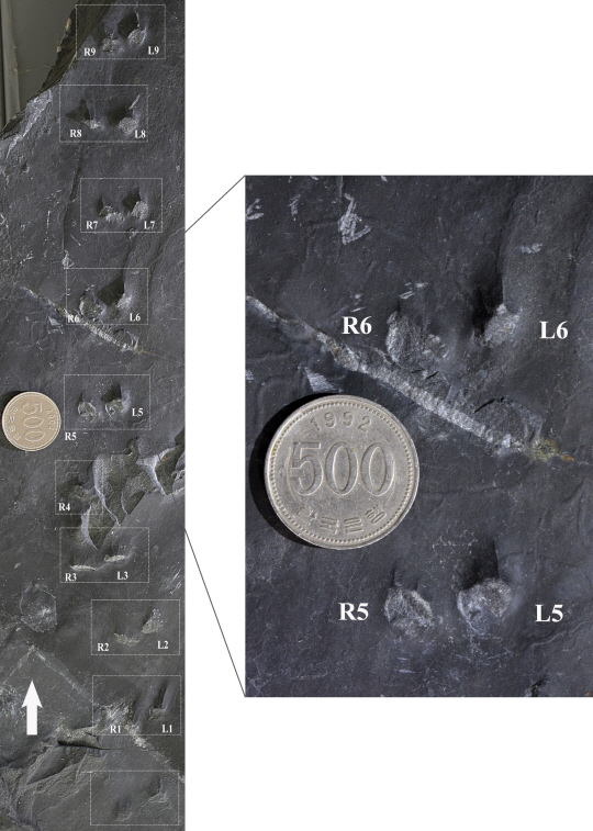 코리아살티페스 진주엔시스로 명명된 중생대 백악기 포유류의 발자국 화석. 몸길이 10cm안팎에 뜀걸음 형태의 동물로 오늘날 캥거루쥐와 유사한 것으로 추론된다 /사진제공=문화재청