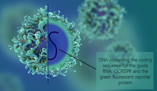 유전자를 자르는 절단 효소 중 크기가 가장 작은 CjCas9과 아데노바이러스, 가이드 RNA는 실명을 초래할 수 있는 황반변성을 유전자 가위로 치료할 수 있는 길을 열어줬다. /사진제공=IBS 유전체교정연구단