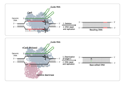 크리스퍼 염기교정 유전자가위는 가이드 RNA가 표적 DNA에 결합하고, nCas9이 DNA의 한 가닥만 자르고 나면 그 사이에 탈아미노효소가 표적 DNA에서 시토신(C)만을 찾아 티민(T)으로 변형한다.