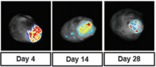 ‘지방줄기세포 시트’를 붙여 재생 효과를 보고 있는 심근경색 쥐의 심장 형광 영상.