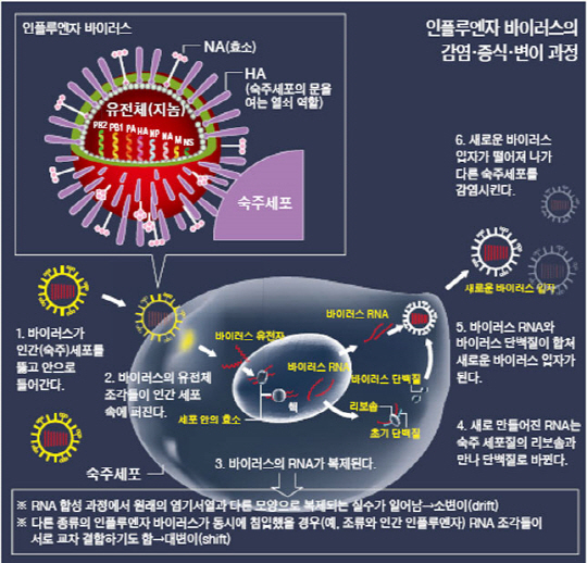 AI 바이러스의 감염·증식·변이 과정을 보여주는 모식도. 이 과정에서 유전체 변이가 쉽게 일어난다.