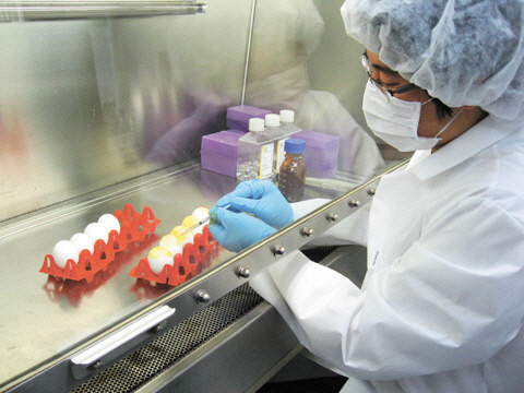연구원이 항원 대량 생산을 위해 9~10일된 유정란에 바이러스를 주사하고 있다.
