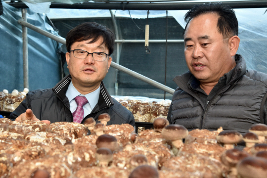 신원섭(사진 왼쪽)산림청장이 톱밥표고버섯 재배 임가를 찾아 표고버섯 작황을 살펴보고 있다. 사진제공=산림청
